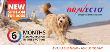 New Bravecto Spot On For Dogs